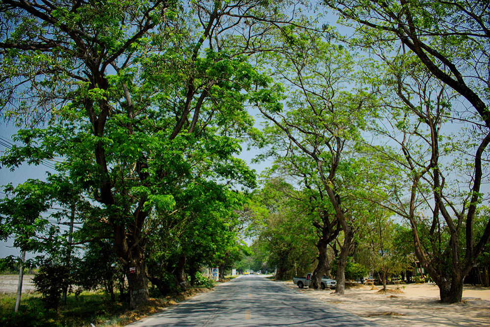 sanpatong_tree1