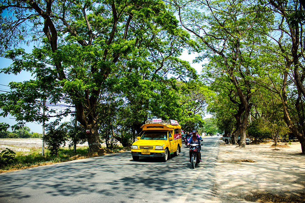 sanpatong_tree3